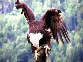 aquila-raptor-bird-of-prey-feathers-99552.jpg