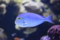 aquarium-fish-blue-underwater-430672.jpg