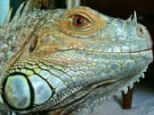 iguana-reptile-lizard-green-blue-218555.jpg