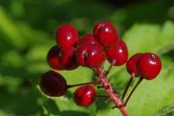 berries-red-plant-macro-nature-166007.jpg