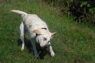 labrador-water-wet-shake-saar-110089.jpg