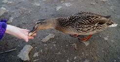 duck-wild-feeding-water-bird-pond-657821.jpg