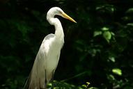 heron-bird-environment-687096.jpg