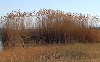 reed-marsh-plant-grass-bank-301754.jpg