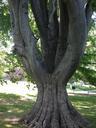 trunk-tree-large-nature-big-1057493.jpg