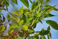 green-foliage-tree-nature-sprig-594322.jpg