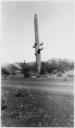 Saguaro_cactus_on_Sells_Indian_Reservation,_Sells,_Arizona_-_NARA_-_295244.tif