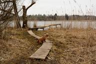 boardwalk-wood-planks-planks-672107.jpg