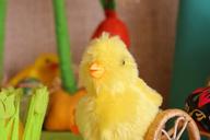 chick-easter-christmas-ornaments-1289694.jpg