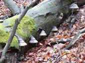 tree-fungi-forest-mushrooms-green-333958.jpg