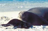 seal-mother-pup-family-motherhood-710167.jpg