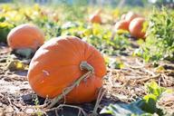 giant-pumpkins-pumpkins-autumn-fall-955606.jpg