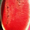 watermelon-melon-citrullus-lanatus-331284.jpg