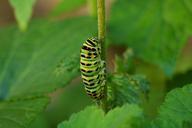 caterpillar-chenille-insect-macro-403906.jpg