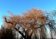 pasture-tree-weeping-willow-gold-590077.jpg