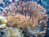 aquarium-pink-red-algae-underwater-675846.jpg