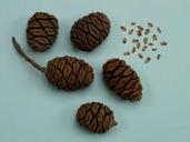 tap-sequoia-sequoia-cones-seeds-3813.jpg