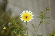 bee-flower-pollen-collects-nectar-637091.jpg