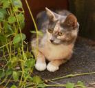 kitten-hiding-foliage-cute-feline-568588.jpg