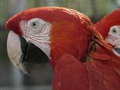 green-macaw-parrots-dark-red-ara-54021.jpg