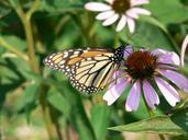 Monarch butterfly on flower insect danaus plexippus.jpg