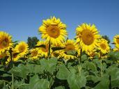 sunflowers-sky-summer-468907.jpg