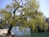 willow-hiroshima-natural-summer-67798.jpg