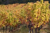 vines-branch-fall-france-mountain-544472.jpg