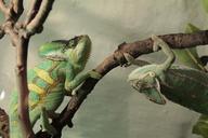 chameleon-chameleons-bough-green-793939.jpg