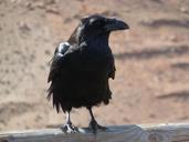 raven-sand-black-nature-bird-922438.jpg