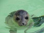 seal-animal-mammal-meeresbewohner-751684.jpg