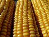 corn-corn-on-the-cob-corn-kernels-61770.jpg