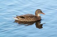 mallard-duck-water-animal-567985.jpg