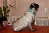 the-pug-pet-dog-673258.jpg