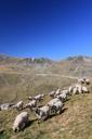 flock-sheep-mountain-romania-94846.jpg