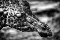 giraffe-head-face-portrait-1089934.jpg