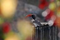 hornbill-bird-bill-africa-namibia-55257.jpg