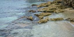 coral-reef-mexico-water-caribbean-1351378.jpg