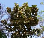 tectona-grandis-teak-tree-deciduous-238673.jpg