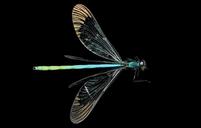 ebony-jewelwing-damselfly-macro-966513.jpg