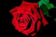 painting-rose-art-painted-red-83668.jpg