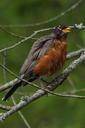 robin-birds-bird-north-america-18293.jpg