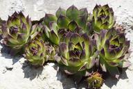 succulents-structure-texture-plant-1377603.jpg