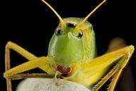 Cone_Head,_U,_Face,_MD,_PG_County_2013-08-23-16.06.07_ZS_PMax.jpg