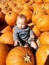 pumpkins-toddler-baby-child-1129115.jpg