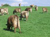 cows-pasture-graze-dairy-cows-1046118.jpg