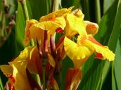 floral-tube-canna-9344.jpg