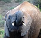 elephant-south-africa-national-park-534836.jpg