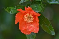 pomegranate-flower-orange-440909.jpg