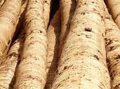 tree-trunks-wood-tribe-timber-bark-6119.jpg